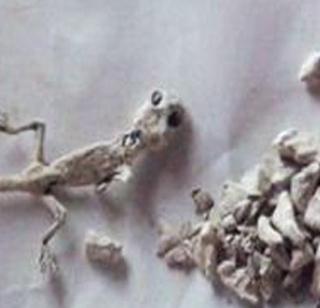 Pane masala podit pagina sab | पान मसाला पुडीत निघाली पाल Pane masala podit pagina sab | पान मसाला पुडीत निघाली पाल