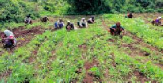 Inter marsage work | आंतर मशागतीच्या कामांना वेग