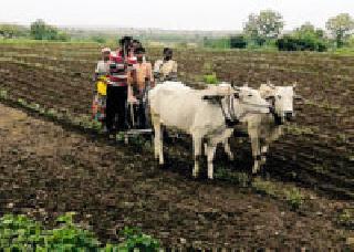 Due to sowing, 33 percent of the area is not sown without sowing | दुबार पेरणीमुळे ३३ टक्के क्षेत्र पेरणीविनाच Due to sowing, 33 percent of the area is not sown without sowing | दुबार पेरणीमुळे ३३ टक्के क्षेत्र पेरणीविनाच