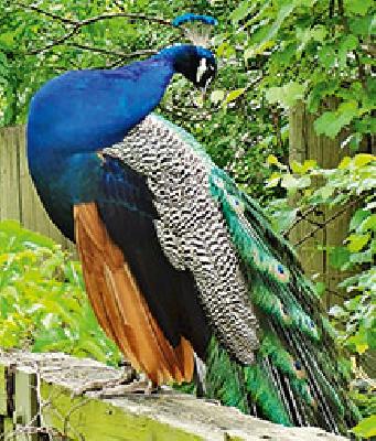 'Moropant'! | ‘मोरोपंत’!