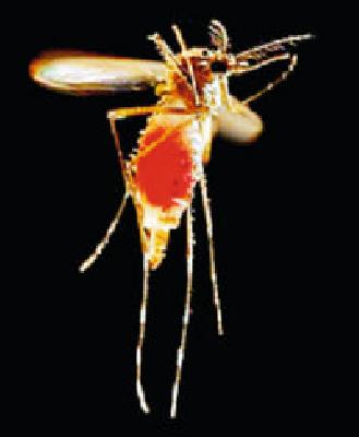 Malaria spreading legs! A woman dagwal | मलेरिया पसरतोय पाय! एक महिला दगावली Malaria spreading legs! A woman dagwal | मलेरिया पसरतोय पाय! एक महिला दगावली