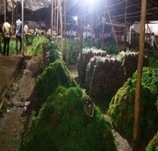 VIDEO: Exclusions on the bidders' lien | VIDEO: व्यापा-यांचा लिलावावर बहिष्कार VIDEO: Exclusions on the bidders' lien | VIDEO: व्यापा-यांचा लिलावावर बहिष्कार