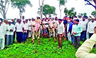 Farmers did the sowing movement | शेतकऱ्यांनी केले पेरणी आंदोलन
