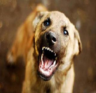 Increase in the number of furious cities in the city | शहरातील मोकाट श्वानांच्या संख्येत वाढ Increase in the number of furious cities in the city | शहरातील मोकाट श्वानांच्या संख्येत वाढ