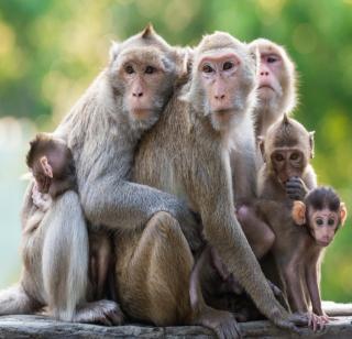 Lives 8 Monkeys stuck on the dam tree | धरणातील झाडावर अडकून पडलेल्या ८ माकडांना जीवदान Lives 8 Monkeys stuck on the dam tree | धरणातील झाडावर अडकून पडलेल्या ८ माकडांना जीवदान