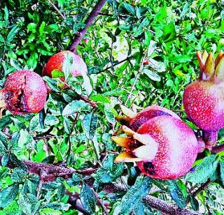 Farmer's peak weight loss | शेतकऱ्याचा पीकविमा अधांतरी