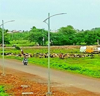 Roamers wander after rains in Baramati taluka | बारामती तालुक्यात पावसाने दडी मारल्याने मेंढपाळांची भटकंती