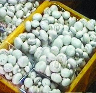 Sprouts in the woods | रानात उगवली अळंबी