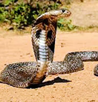 There is no record of catching poisonous snake forest | विषारी साप पकडल्याची वनविभागात नोंदच नाही There is no record of catching poisonous snake forest | विषारी साप पकडल्याची वनविभागात नोंदच नाही