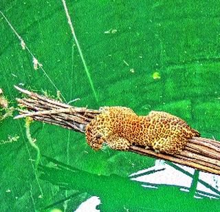 Pimplagala leopard alive | पिंपळगावला बिबट्याला जीवदान