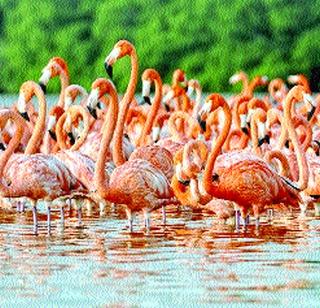 Fleming's thieves also came in this year | केळव्यात यंदाही आले फ्लेमिंगोंचे थवे Fleming's thieves also came in this year | केळव्यात यंदाही आले फ्लेमिंगोंचे थवे