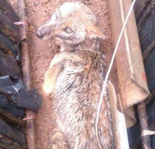 Injured fox found in Aare colony | आरे कॉलनीत आढळला जखमी कोल्हा Injured fox found in Aare colony | आरे कॉलनीत आढळला जखमी कोल्हा