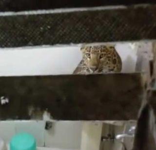 Leopard in the hotel room of the couple for the holidays | सुटीसाठी गेलेल्या दांपत्याच्या हॉटेल रुममध्ये बिबट्या Leopard in the hotel room of the couple for the holidays | सुटीसाठी गेलेल्या दांपत्याच्या हॉटेल रुममध्ये बिबट्या