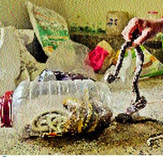 Memo snake on their feet | ‘त्यांच्या’ पायात मेमोचा साप Memo snake on their feet | ‘त्यांच्या’ पायात मेमोचा साप