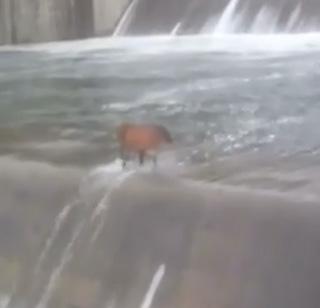 VIDEO: Cows' morning walk in the water of the Van Dam | VIDEO : वान धरणाच्या पाण्यातून गायीचे मॉर्निंग वॉक