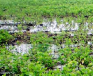 Fishery leakage to the farmland | शेतशिवाराला फुटला पाझर Fishery leakage to the farmland | शेतशिवाराला फुटला पाझर
