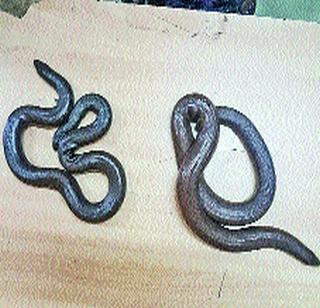 The arrest of the salesman of Danti Mandul is arrested | दुतोंडी मांडुळाची विक्री करणाऱ्याला अटक The arrest of the salesman of Danti Mandul is arrested | दुतोंडी मांडुळाची विक्री करणाऱ्याला अटक