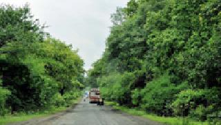 Green, green cheeks ... | हिरवे, हिरवे गाल गालीचे...