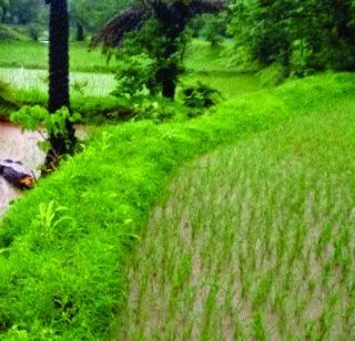 Growth in agricultural production | कृषी उत्पादनात वाढ Growth in agricultural production | कृषी उत्पादनात वाढ