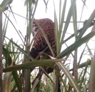 Death of the stomach stuck in the electricity star | वीजेच्या तारेत अडकून बिबट्याचा मृत्यू