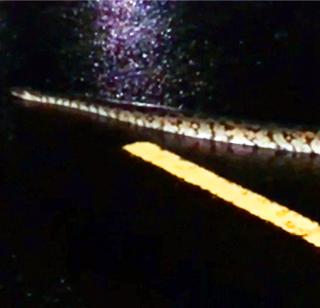 Video - Thaana Ghodbunder Road comes on the dragon | Video - ठाण्याच्या घोडबंदर रोडवर आला अजगर Video - Thaana Ghodbunder Road comes on the dragon | Video - ठाण्याच्या घोडबंदर रोडवर आला अजगर