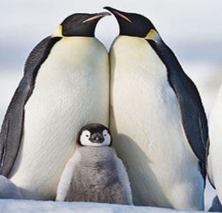 Penguin's 'crazy' | पेंग्विनचा ‘पायगुण’ Penguin's 'crazy' | पेंग्विनचा ‘पायगुण’