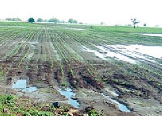 Tuberculosis sowing crisis on farmers due to overcrowding | अतिवृष्टीमुळे शेतकऱ्यांवर तिबार पेरणीचे संकट