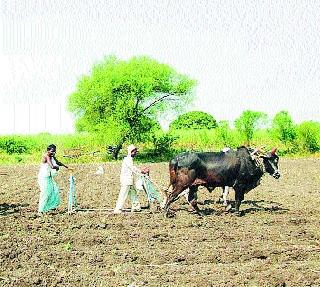 Sowing of 6 lakh hectares has not been completed | सहा लाख हेक्टरवरील पेरण्या आटोपल्या Sowing of 6 lakh hectares has not been completed | सहा लाख हेक्टरवरील पेरण्या आटोपल्या