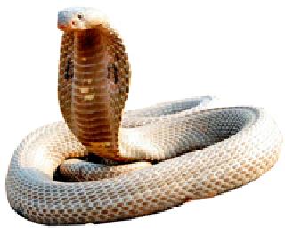 There was a snake venom in there! | तिथे सापाचे विषही होते निष्प्रभ!