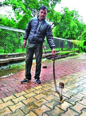 Shevgeedarana caught a six-foot snake | शेवगेदारणा येथे सहा फुटी नाग पकडला