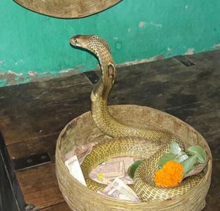 Sui-two-way cigarette mouth and mouth of cigarette! | सुई-दो-याने नागाचे तोंड शिवून दूध पाजण्याचा अघोरी प्रकार ! Sui-two-way cigarette mouth and mouth of cigarette! | सुई-दो-याने नागाचे तोंड शिवून दूध पाजण्याचा अघोरी प्रकार !