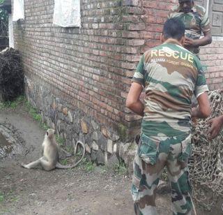 Makkadee Atithe Gaya Akhke Village | माकडाने वेठीस धरले अख्खे गाव Makkadee Atithe Gaya Akhke Village | माकडाने वेठीस धरले अख्खे गाव