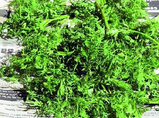 Increased inward; Cottimburi Matimolatch | आवक वाढली; कोथिंबीर मातीमोलच Increased inward; Cottimburi Matimolatch | आवक वाढली; कोथिंबीर मातीमोलच