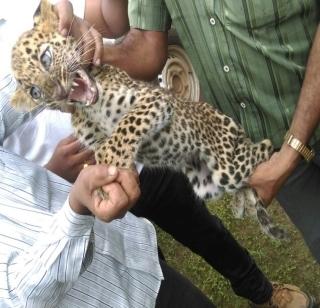 Stayed in the kitchen overnight to knock down the leopard | बिबट्याने ठोकला रात्रभर स्वयंपाक घरात मुक्काम