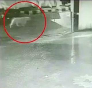 VIDEO: The leopard presence in the police station | VIDEO: पोलीस ठाण्यात बिबट्याची हजेरी VIDEO: The leopard presence in the police station | VIDEO: पोलीस ठाण्यात बिबट्याची हजेरी