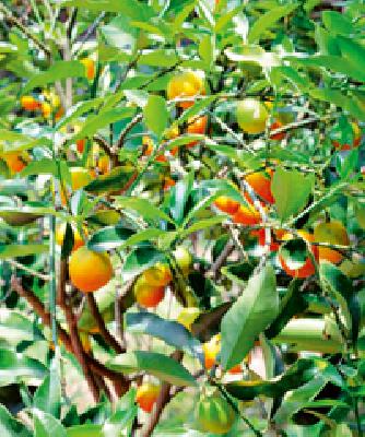 Infections of unknown disease in orange on orange | वरूडमध्ये संत्र्यावर अज्ञात रोगाचा प्रादुर्भाव Infections of unknown disease in orange on orange | वरूडमध्ये संत्र्यावर अज्ञात रोगाचा प्रादुर्भाव