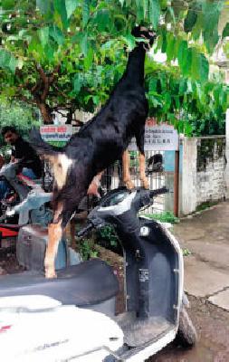 Struggle for survival ... | जगण्यासाठी संघर्ष... Struggle for survival ... | जगण्यासाठी संघर्ष...