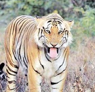 Tired of learning about the stubbornness of education | शिक्षणाच्या जिद्दीपुढे फिकी वाघाची डरकाळी Tired of learning about the stubbornness of education | शिक्षणाच्या जिद्दीपुढे फिकी वाघाची डरकाळी