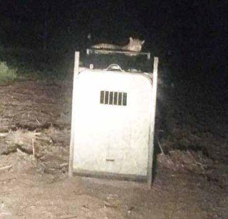 VIDEO: Pune - 'Kathapur' shook his 'dirt'! | VIDEO : पुणे - ‘त्यांच्या’ डरकाळ्यांनी काठापूर हादरले ! VIDEO: Pune - 'Kathapur' shook his 'dirt'! | VIDEO : पुणे - ‘त्यांच्या’ डरकाळ्यांनी काठापूर हादरले !