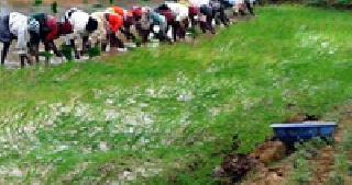 Rain lesson; Sowing Leave | पावसाची पाठ; पेरणी खोळंबली