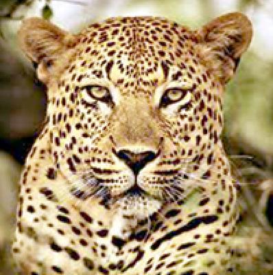 Two goats fading up | बिबट्याने फस्त केल्या दोन शेळ्या