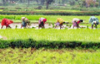 90 percent of the plantation was completed | ९० टक्के रोवणी आटोपली