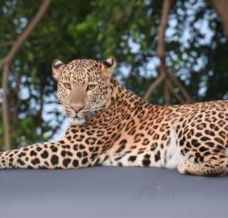 VIDEO: Free communication in the village of Leopard | VIDEO: बिबट्याचा गावात मुक्तसंचार VIDEO: Free communication in the village of Leopard | VIDEO: बिबट्याचा गावात मुक्तसंचार