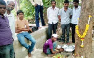 White liquid emitting from citrus seedlings | लिंबाच्या फांदीतून निघतोय पांढरा द्रव White liquid emitting from citrus seedlings | लिंबाच्या फांदीतून निघतोय पांढरा द्रव