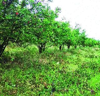 Chem-free fruit fame has reached abroad | रसायनमुक्त फळांची कीर्ती पोहोचली विदेशात