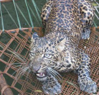 VIDEO - BibTa lost in the well | VIDEO - विहिरीत पडलेल्या बिबटाला मिळाले जीवदान VIDEO - BibTa lost in the well | VIDEO - विहिरीत पडलेल्या बिबटाला मिळाले जीवदान