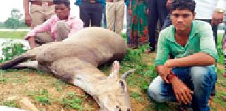 Nilgai's hunting in Sonaras | सोनसरीत नीलगायीची शिकार