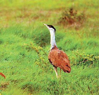 Special drive for forest section, complete the first phase of five hectares | वनविभागाची विशेष मोहीम, पाच हेक्टरचा पहिला टप्पा पूर्ण Special drive for forest section, complete the first phase of five hectares | वनविभागाची विशेष मोहीम, पाच हेक्टरचा पहिला टप्पा पूर्ण