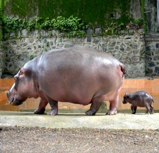 In the garden of the Queen, a crushed crotch, the son of a couples, | राणीच्या बागेत हलला पाळणा, पाणघोडा दाम्पत्याला पुत्ररत्न