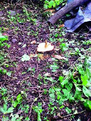 Theft of Candal Plants | चंदनाच्या झाडांची चोरी